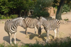 2018-08-04-Dresdner-Zoo