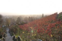 2011-11-16-Weinberge-ueber-Radebeul