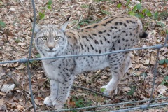 2018-01-01-Luchs-Wildgehege-Moritzburg
