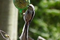 2018-04-19-Schwanzmeise-in-unserem-Garten_Bildgroesse-aendern