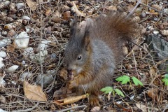 2018-04-24-Eichhoernchen_Bildgroesse-aendern