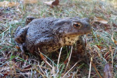 2018-09-22-Kroete-bei-uns-im-Garten_Bildgroesse-aendern