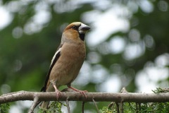 2020-07-11-Kernbeisser-in-unserem-Garten_Bildgroesse-aendern